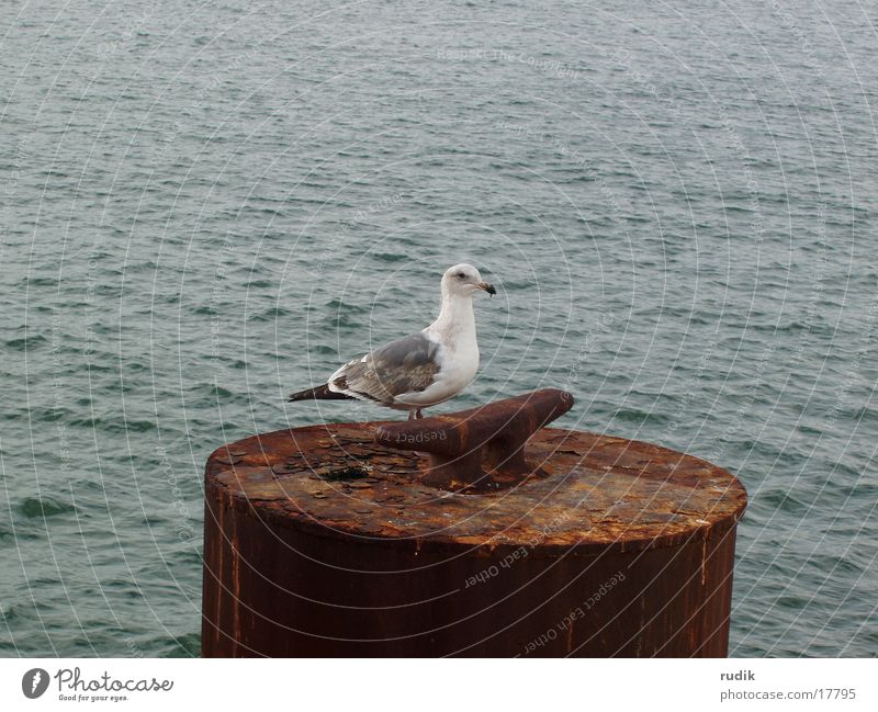 Möwe San Francisco Vogel See Meer Rost