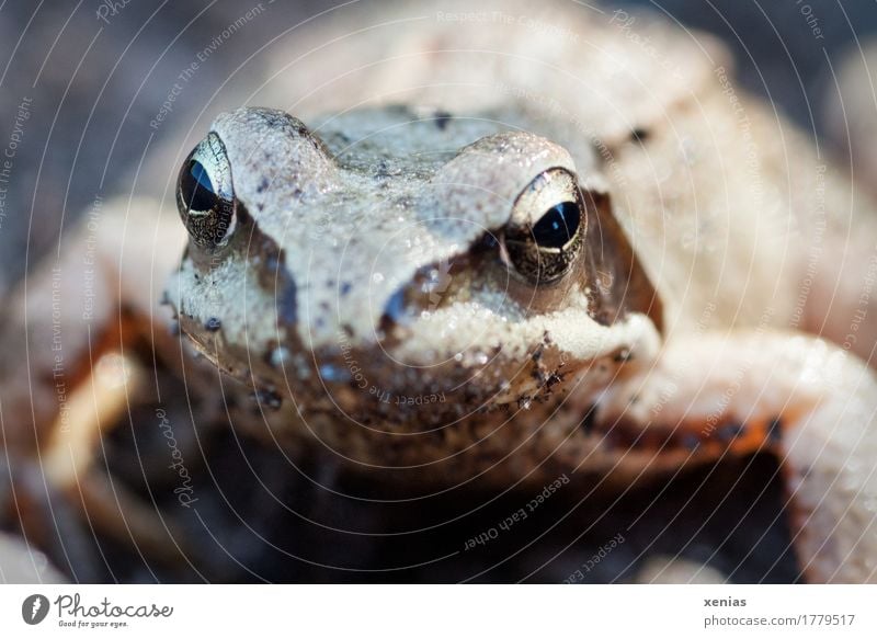 Froschblick, Portrait Tiergesicht Grasfrosch Pupille 1 Märchen hocken Blick gold schwarz Laich Braunfrosch Außenaufnahme Nahaufnahme Schwache Tiefenschärfe