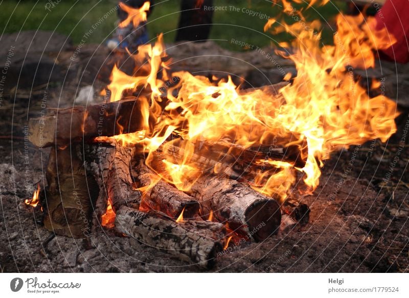 Lagerfeuer Freude Abenteuer Freiheit Sommer Umwelt Natur Feuer Holz leuchten authentisch heiß natürlich braun gelb grau Stimmung Romantik achtsam ruhig Idylle