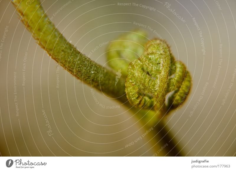 Farn Farbfoto Außenaufnahme Detailaufnahme Tag Unschärfe Umwelt Natur Pflanze Sommer Wachstum ästhetisch natürlich grün Kraft Stengel Blatt