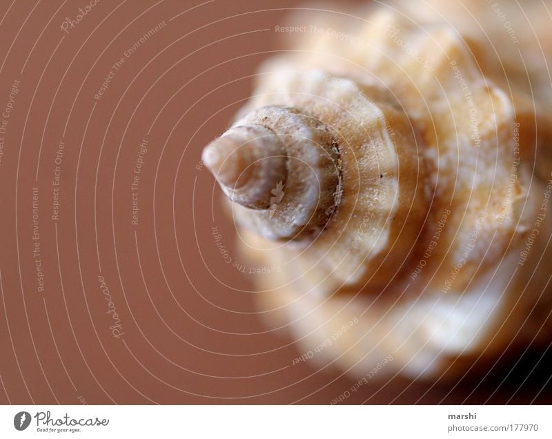 Traummuschel Farbfoto Unschärfe Umwelt Natur Küste Strand Meer braun Muschel Muschelform Erinnerung Ferien & Urlaub & Reisen