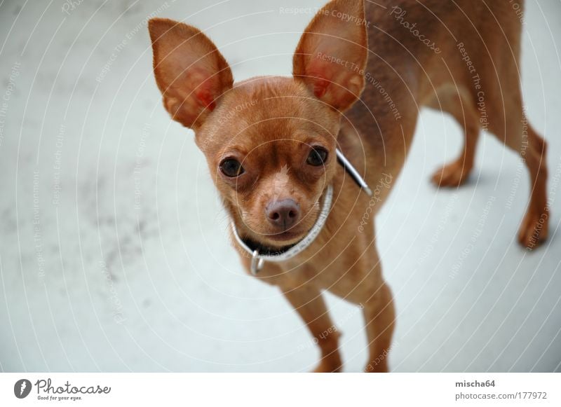 Russian Toy | Russkiy Toy | Russicher Zwerghund Sommer Tier Haustier Hund 1 Tierjunges ästhetisch Gefühle Farbfoto Nahaufnahme Menschenleer Textfreiraum links