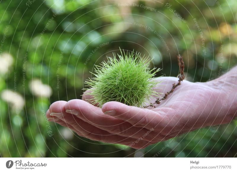 Herbstfrucht Mensch maskulin Hand Finger 1 60 und älter Senior Umwelt Natur Pflanze Schönes Wetter Baum Wildpflanze Kastanie Maronen Wald festhalten natürlich