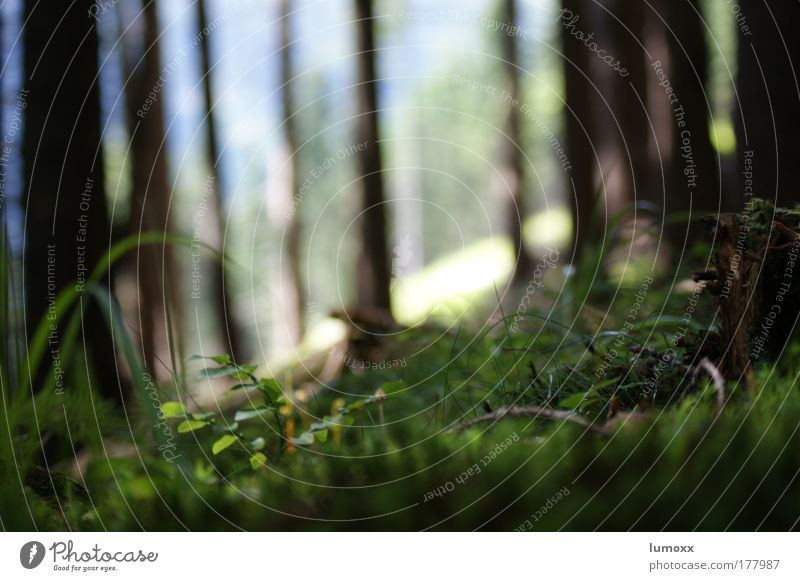 Pilzperspektive Farbfoto Außenaufnahme Detailaufnahme Menschenleer Tag Licht Silhouette Sonnenlicht Unschärfe Schwache Tiefenschärfe Froschperspektive Umwelt