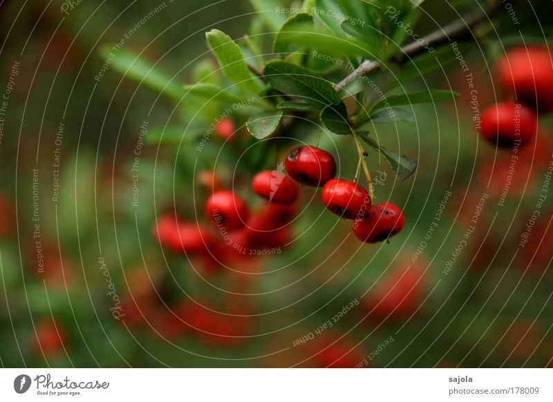 rote beeren Farbfoto Außenaufnahme Nahaufnahme Textfreiraum links Textfreiraum unten Tag Schwache Tiefenschärfe Umwelt Natur Pflanze Sträucher Grünpflanze