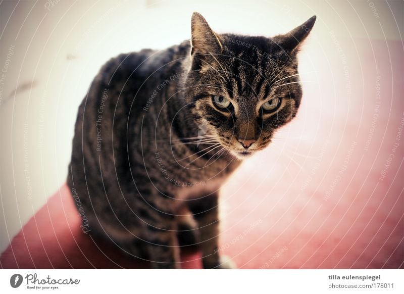 akute k(r)atzgefahr Farbfoto Innenaufnahme Textfreiraum rechts Tag Tierporträt Blick in die Kamera Haustier Katze Tiergesicht 1 beobachten warten Aggression