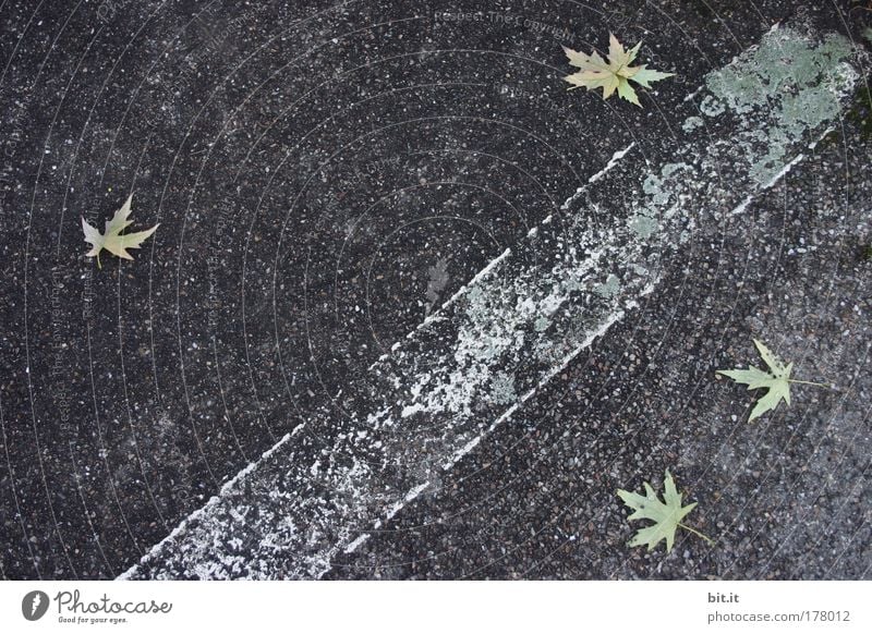 BONJOUR TRISTESSE Umwelt Klima Blatt Menschenleer Straße Wege & Pfade Schilder & Markierungen Markierungslinie Linie Farbe Stein Beton Ornament Streifen fallen