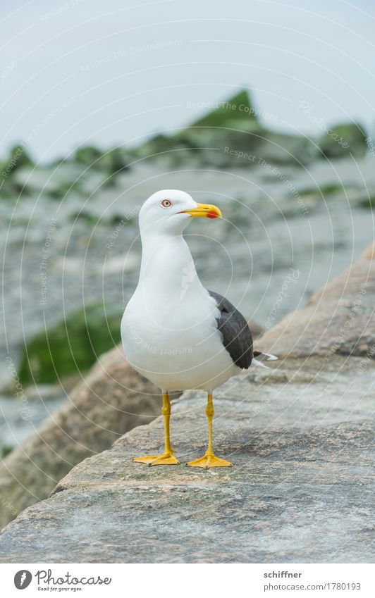 billich | an Fressen kommen Tier Vogel 1 Blick Futter betteln Möwe Möwenvögel Schnabel Tierporträt gelb rot Mauer Außenaufnahme Menschenleer