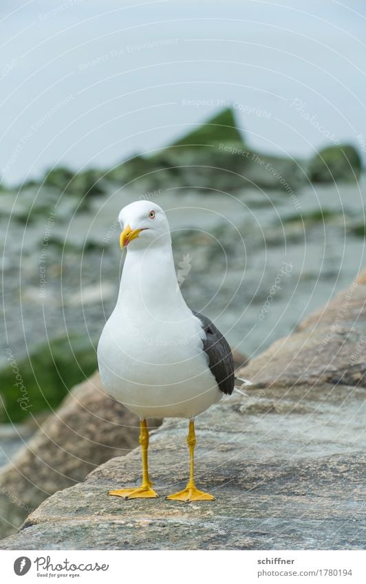 Futter? Tier Vogel 1 Blick weiß Möwe Möwenvögel betteln gelb Tierporträt Menschenleer