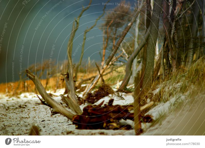 Weststrand Farbfoto Außenaufnahme Tag Umwelt Natur Landschaft Pflanze Sand Himmel Baum Küste Strand Ostsee Meer wild Freiheit Leben Darß Windflüchter