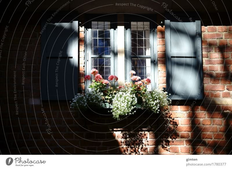 Fachwerkhaus mit Blumenkasten Haus Dekoration & Verzierung Architektur Fassade Backstein alt Blühend glänzend Nostalgie Fenster Bleifenster Holzfenster