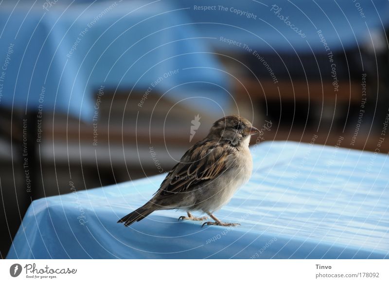 Spatz Tier Vogel 1 natürlich Neugier Tierliebe bescheiden blau Biergarten Nahrungssuche zierlich Schüchternheit Tischwäsche Farbfoto Außenaufnahme Nahaufnahme