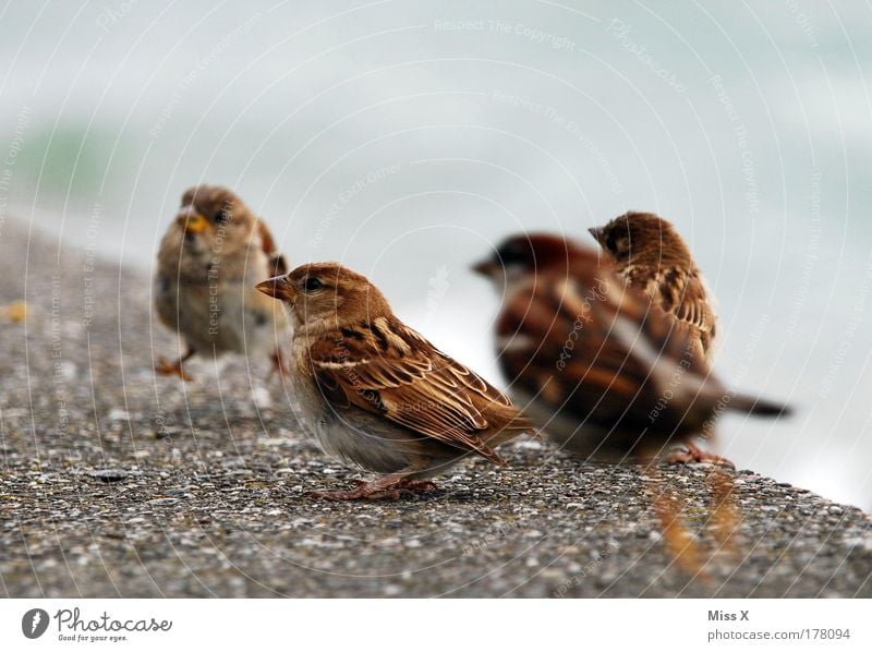 Ins Bild gehüpft Farbfoto Gedeckte Farben Außenaufnahme Nahaufnahme Detailaufnahme Menschenleer Textfreiraum oben Umwelt Natur Sommer Garten Park Tier Wildtier