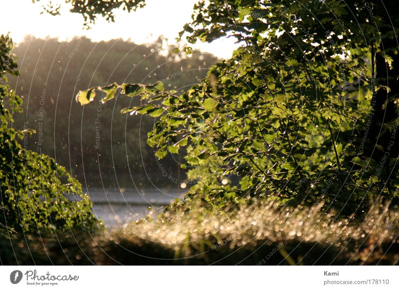 nur kurz gewaschen Farbfoto Außenaufnahme Menschenleer Tag Licht Kontrast Silhouette Sonnenlicht Gegenlicht Froschperspektive Ferien & Urlaub & Reisen Sommer