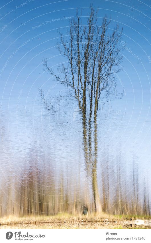 verschwimmend Mensch 1 Wasser Himmel Wolkenloser Himmel Winter Schönes Wetter Baum Seeufer Teich beobachten warten hell blau braun Misstrauen unklar Unschärfe