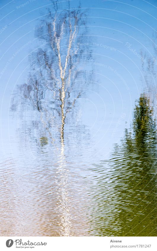 verschwindend Natur Urelemente Wasser Himmel Wolkenloser Himmel Schönes Wetter Baum Birke Seeufer Teich hell natürlich blau weiß Leichtigkeit Vergänglichkeit