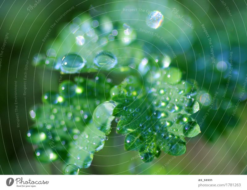 Frischekick Leben harmonisch Natur Wasser Wassertropfen Frühling Sommer Klima Regen Pflanze Grünpflanze Garten Park glänzend Wachstum ästhetisch Flüssigkeit