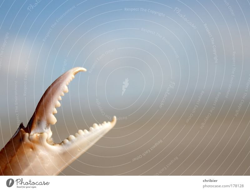 Strandwaffe Nahaufnahme Detailaufnahme Makroaufnahme Textfreiraum rechts Ferien & Urlaub & Reisen Sommer Meer Tier Sand Wasser Küste Korallenriff Nordsee fangen