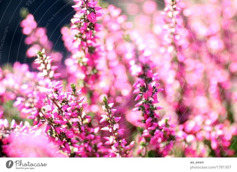 In der Heide Glück Wellness Leben Sinnesorgane Garten Umwelt Natur Pflanze Sommer Herbst Schönes Wetter Blume Heidekrautgewächse Bergheide berühren Blühend