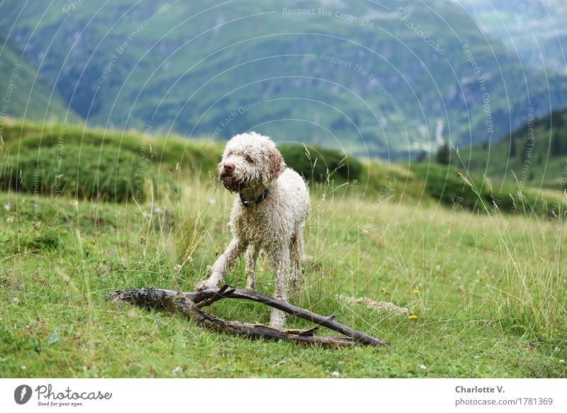 Meins! Landschaft Wiese Alpen Berge u. Gebirge Tier Haustier Hund 1 Zweige u. Äste Holz beobachten berühren festhalten Blick stehen warten stark blau grün weiß