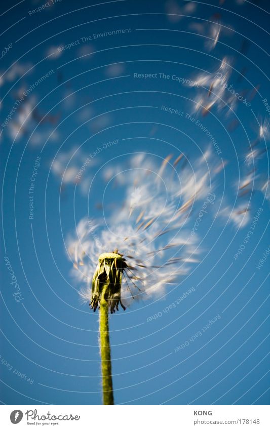 leaving home Außenaufnahme Nahaufnahme Pflanze Blume Löwenzahn Samen Luftverkehr fliegen leicht luftig Schweben Dynamik gehen Fallschirm Abheben Sommer