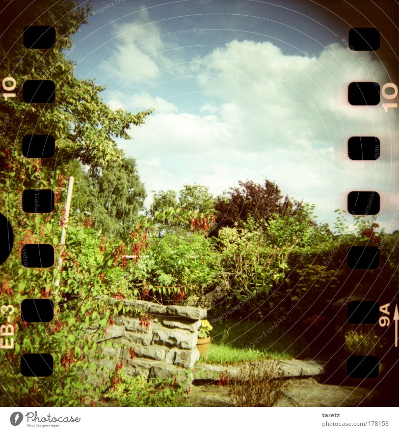 Sommer auf der Terasse Farbfoto Außenaufnahme Lomografie Menschenleer Tag Häusliches Leben Wohnung Garten Natur Pflanze Wolken Schönes Wetter Grünpflanze Duft