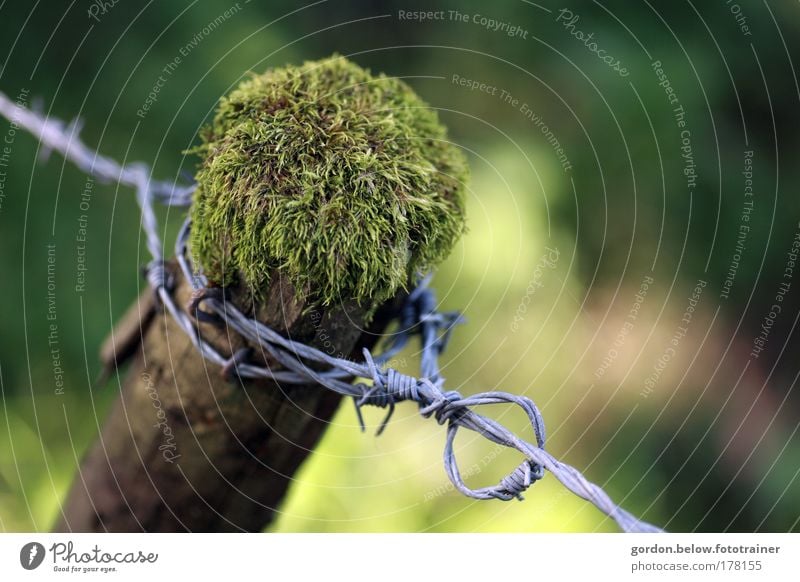 hinter Stacheln Farbfoto Außenaufnahme Menschenleer Textfreiraum rechts Tag Schwache Tiefenschärfe Vogelperspektive Natur Tier Sommer Pflanze Baum Moos Feld