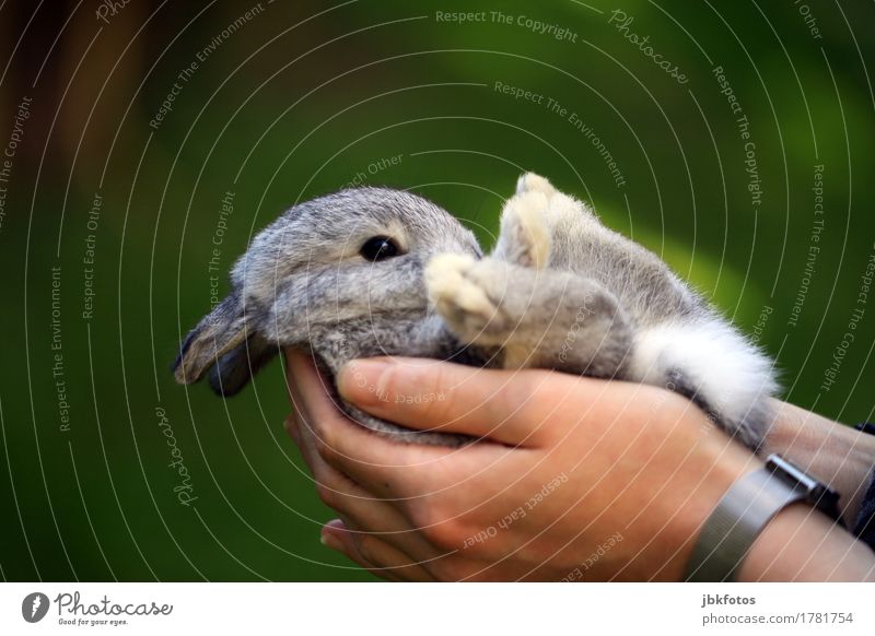 Entspannung pur Lebensmittel Ernährung Umwelt Natur Tier Haustier Hase & Kaninchen Hängeohr Tierjunges authentisch elegant Glück schön klein natürlich wild