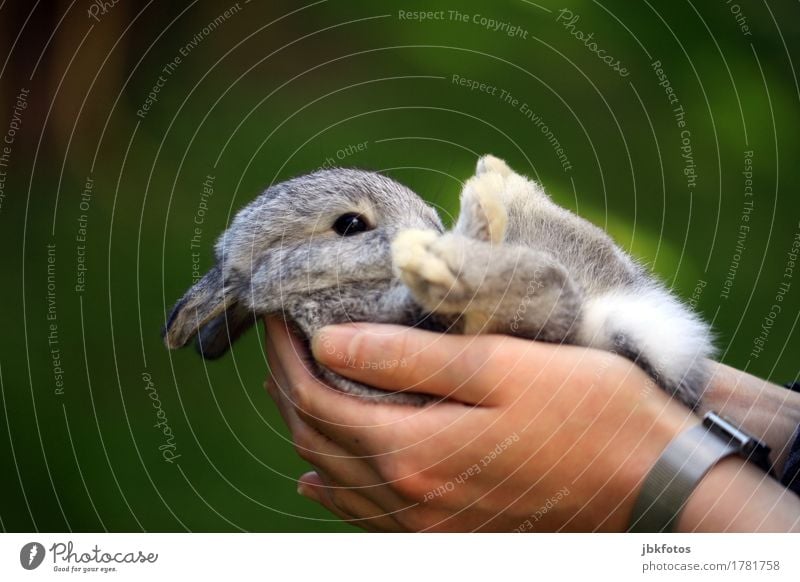 Frohes Fest euch allen Lebensmittel Ernährung Umwelt Natur Tier Haustier Nutztier Wildtier Tiergesicht Fell Krallen Pfote Hase & Kaninchen Tierjunges Freude