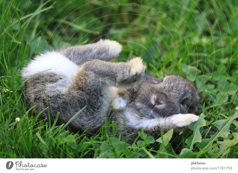 Ist etwa schon Freitag? Lebensmittel Ernährung Umwelt Natur Tier Garten Park Wiese Haustier Nutztier Wildtier Tiergesicht Fell Krallen Pfote Hase & Kaninchen