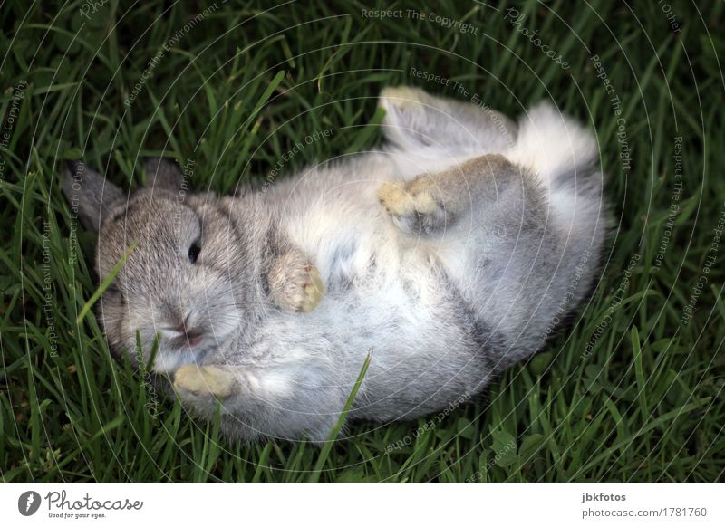 Hasenspaß Lebensmittel Ernährung Umwelt Natur Tier Frühling Sommer Gras Grünpflanze Park Wiese Feld Nutztier Wildtier Tiergesicht Fell Hase & Kaninchen