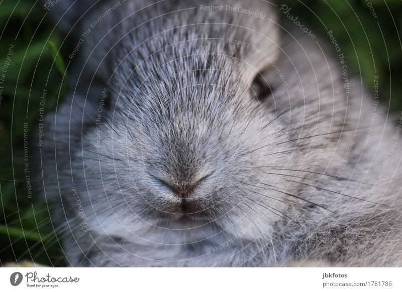 Internationaler Tag des Hasen Lebensmittel Ernährung Tier Haustier Nutztier Wildtier Tiergesicht Fell Hase & Kaninchen Zwergkaninchen Tierjunges Freude Glück