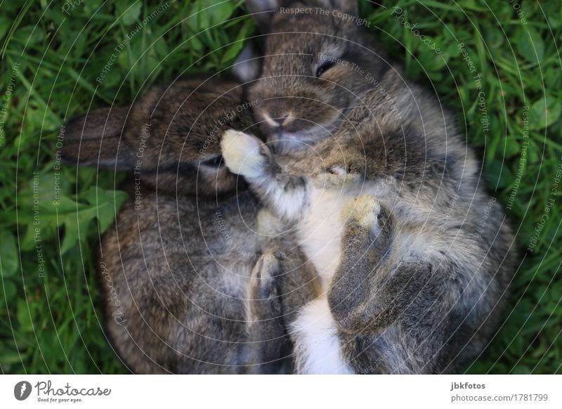 endlich F R E ! T A G !!! Lebensmittel Fleisch Ernährung Umwelt Natur Tier Haustier Nutztier Wildtier Tiergesicht Fell Krallen Pfote Hase & Kaninchen