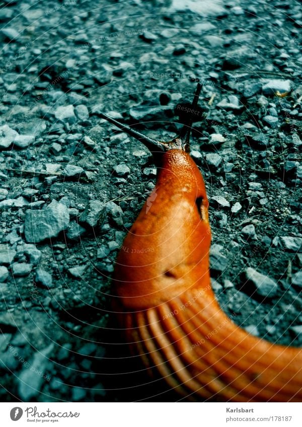 fühlen. Design Jagd Ausflug Expedition Gartenarbeit Natur Tier Sommer Verkehr Verkehrswege Schnecke 1 Stein grau Einsamkeit Farbe Gefühle einzigartig Neugier