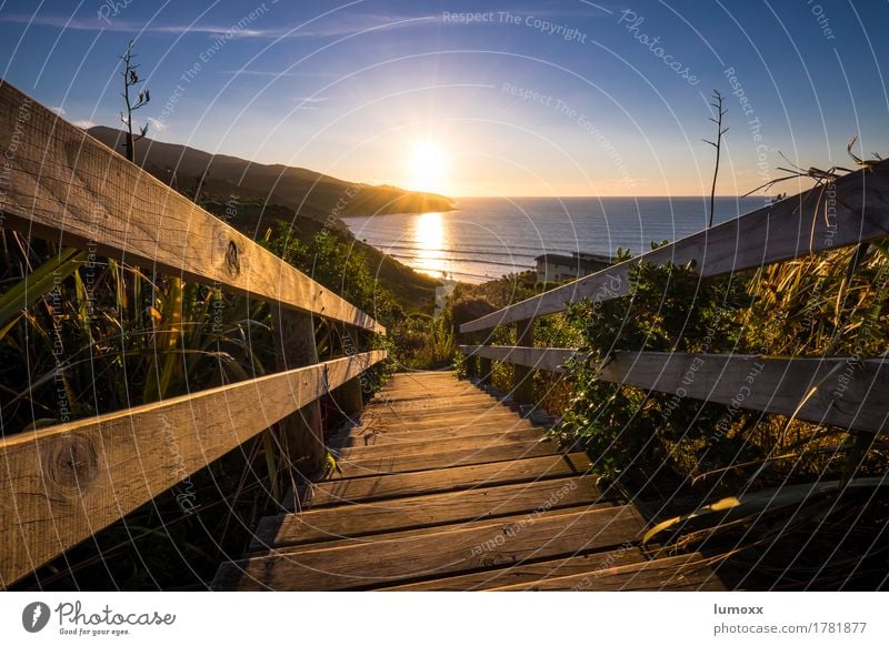 follow the light Landschaft Himmel Sonne Sonnenlicht Sommer Schönes Wetter Pflanze Küste Strand Meer blau gold Neuseeland Treppe Treppengeländer Sonnenuntergang