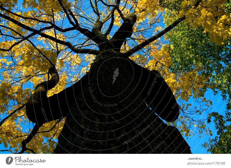 baumriese Farbfoto Außenaufnahme Tag Froschperspektive Umwelt Natur Pflanze Herbst Schönes Wetter Baum Holz alt groß stark blau gelb grün schwarz ruhig