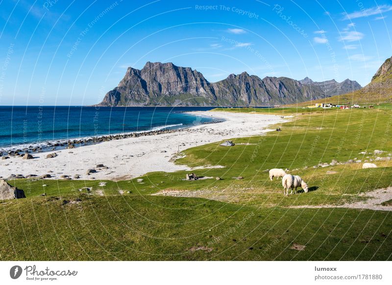 above the arctic circle Umwelt Natur Landschaft Himmel Schönes Wetter Küste Strand Meer Atlantik Nutztier 2 Tier exotisch blau gold grün Schaf Traumstrand