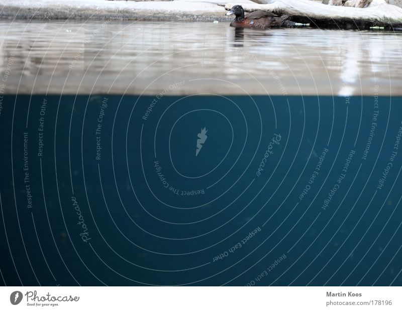 ente trist auf trübem teich tauchen Natur Wasser Küste Seeufer Flussufer Teich Park Tier Zoo Aquarium Ente 1 dunkel nass blau dreckig Baumstamm Erpel