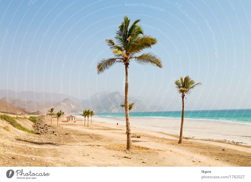 Palme und Berg in oman arabischem Meer der Hügel Ferien & Urlaub & Reisen Tourismus Sommer Sonne Strand Kultur Umwelt Natur Landschaft Pflanze Sand Himmel