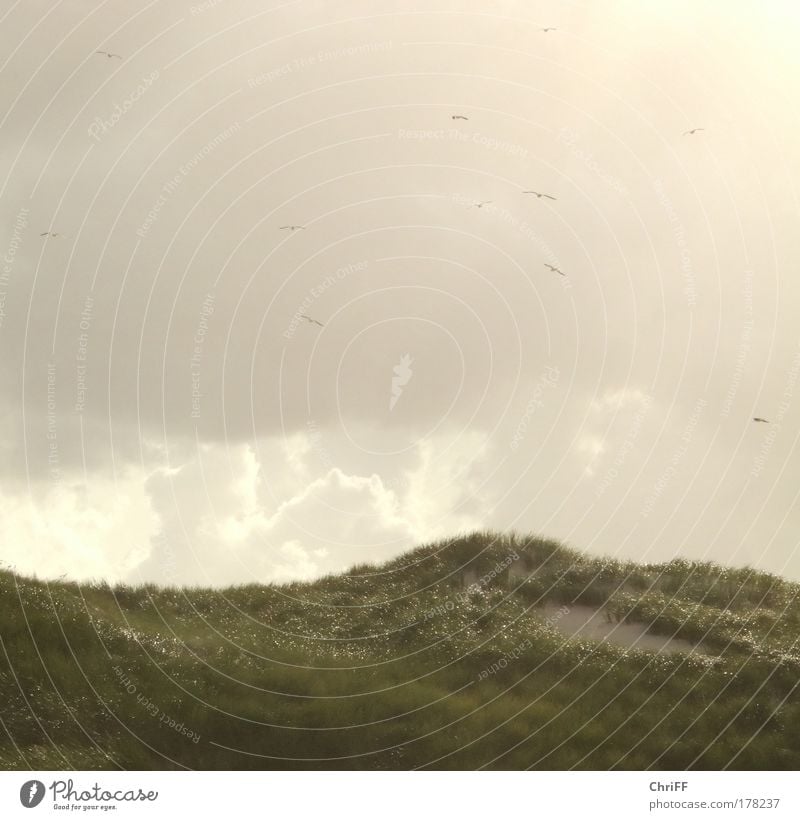 Frei wie Vögel im Wind Ferien & Urlaub & Reisen Freiheit Natur Sand Wolken Sonnenlicht Sommer Dünengras Wiese Hügel Strand Nordsee Insel Amrum Stranddüne