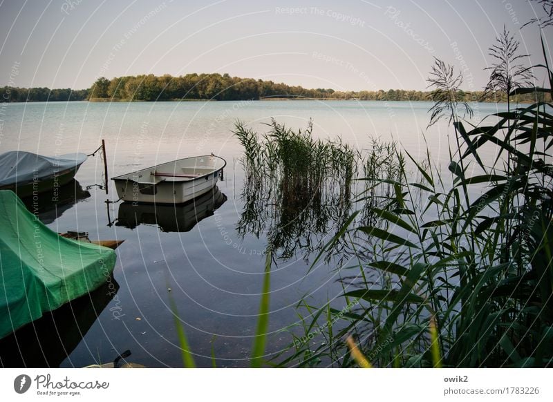 Nußschale Umwelt Natur Landschaft Pflanze Wasser Wolkenloser Himmel Horizont Sommer Klima Schönes Wetter Gras Sträucher Röhricht Wald Seeufer Olba Lausitz