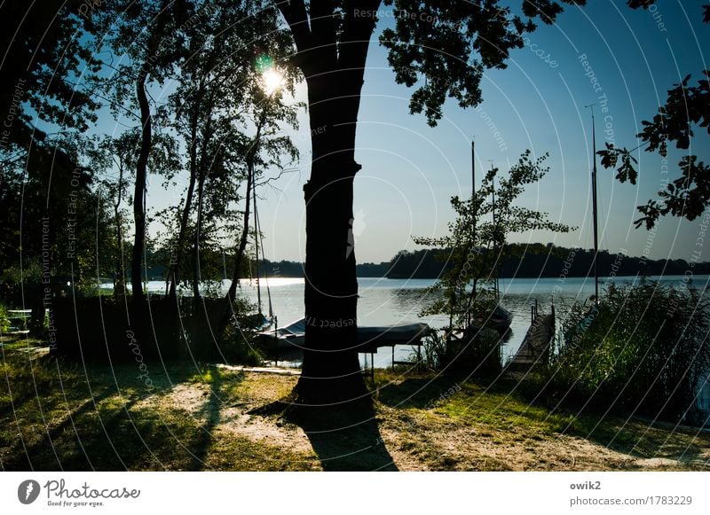 Stegreif Umwelt Natur Landschaft Pflanze Wasser Wolkenloser Himmel Horizont Sommer Klima Schönes Wetter Baum Sträucher Baumstamm Wald Seeufer Olba Lausitz