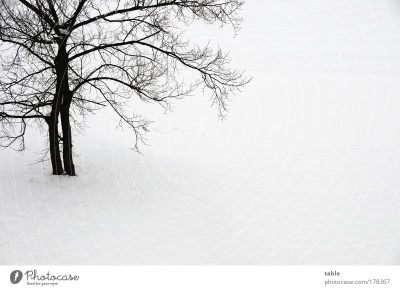 er kommt . . . Farbfoto Gedeckte Farben Textfreiraum rechts Textfreiraum unten Hintergrund neutral Vogelperspektive Winter Schnee Winterurlaub Umwelt Natur