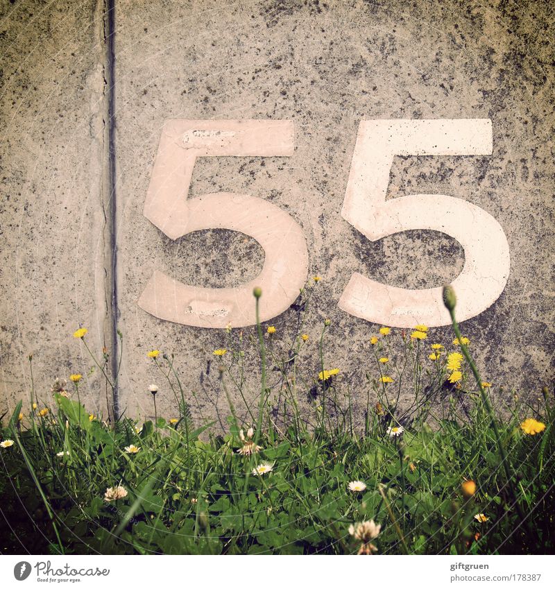 caesium Frühling Sommer Pflanze Blume Gras Blüte Mauer Wand Ordnung Orientierung Schilder & Markierungen 55 fünfundfünfzig Ziffern & Zahlen Zeichen Aufschrift