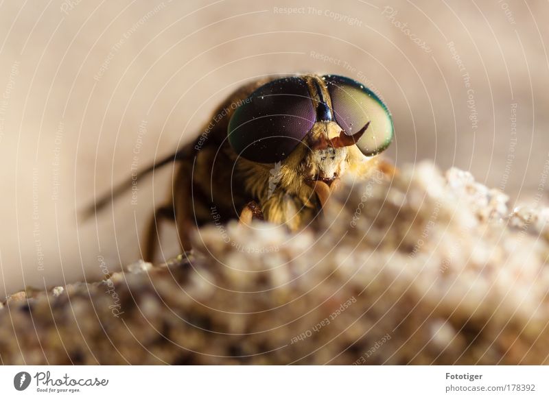 Bewaffnet Farbfoto Gedeckte Farben Nahaufnahme Makroaufnahme Hintergrund neutral Tag Schwache Tiefenschärfe Tierporträt Vorderansicht Blick Blick in die Kamera