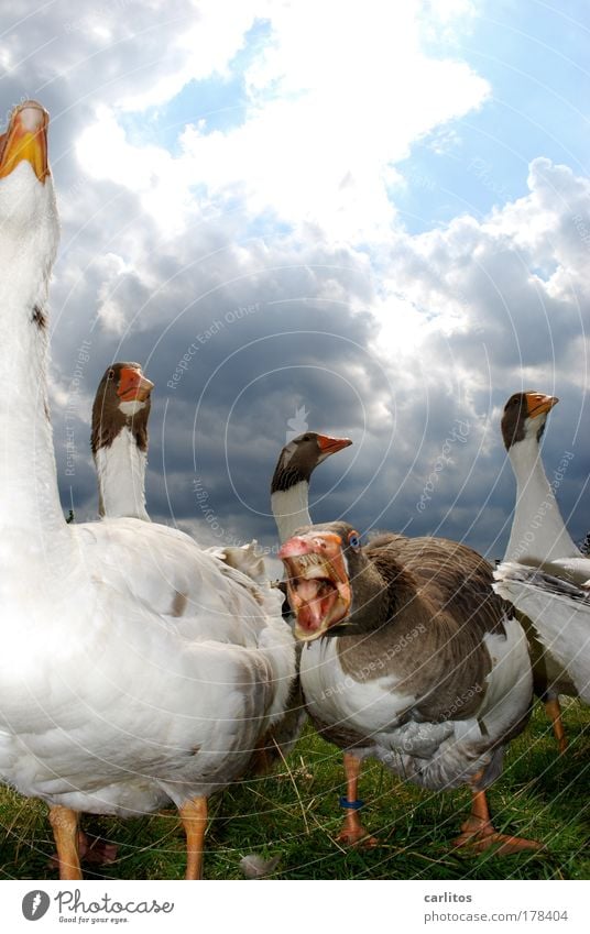 Gans and Roses Froschperspektive Gänsebraten Garten Martinstag Landwirtschaft Forstwirtschaft Dorf Nutztier Tiergesicht Tiergruppe beobachten Coolness lecker