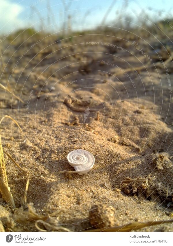 sand, salz, sommer... Farbfoto Außenaufnahme Nahaufnahme Menschenleer Sonnenlicht Froschperspektive Natur Sand Sommer Gras Küste Strand Meer Mittelmeer