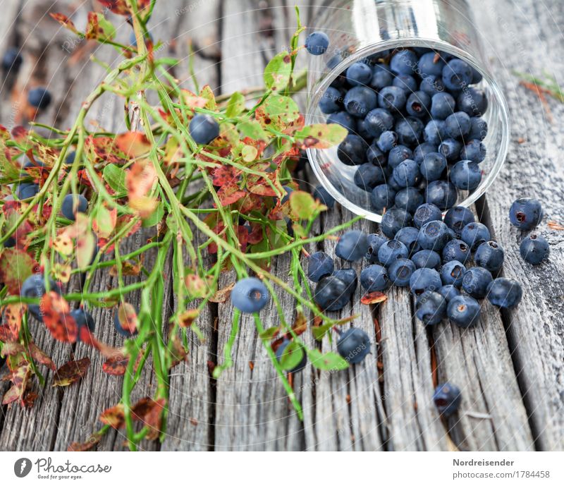 Blaubeeren Lebensmittel Frucht Ernährung Bioprodukte Vegetarische Ernährung Glas Freizeit & Hobby Ausflug Natur Pflanze Wildpflanze Wald Holz Essen frisch