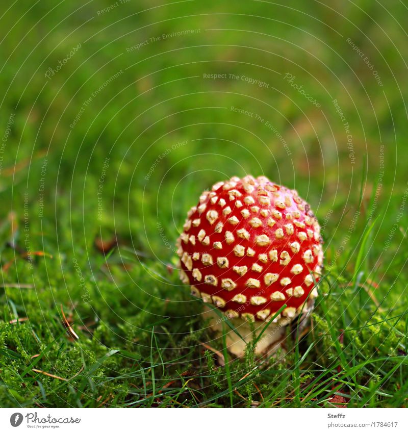 ein kleiner Glücksbringer Fliegenpilz Glückspilz Pilz kleiner Pilz giftiger Pilz Waldwiese Pilzhut Amanita muscaria roter Pilz roter Pilzhut roter Fliegenpilz