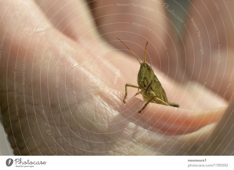 gute Aussicht Mensch Haut Hand Finger Tier Wildtier Tiergesicht Heuschrecke 1 hocken sitzen Coolness schön grün Farbfoto mehrfarbig Außenaufnahme Nahaufnahme